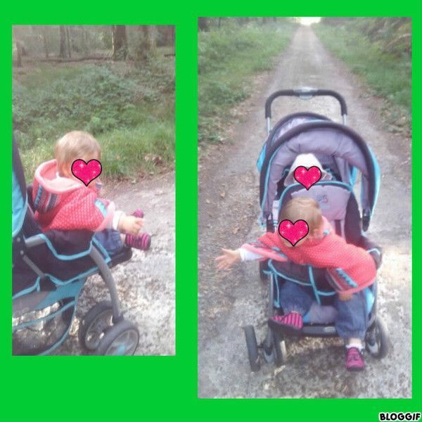 promenade en forêt de Bercé